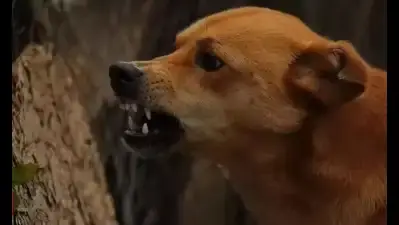 Multiple-Bite Stray Dogs to Be Housed in Government Shelters